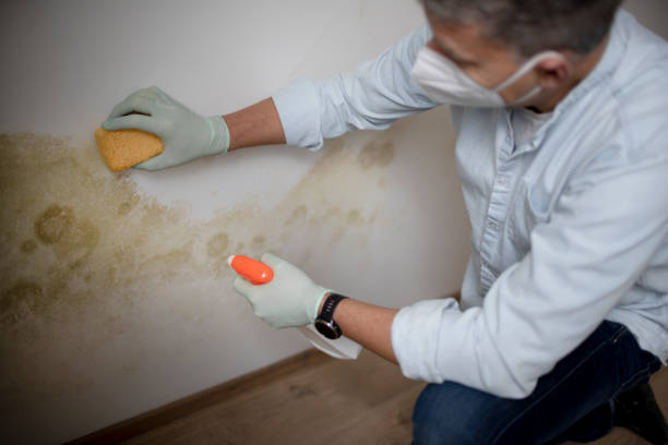 Best Mold Remediation for Vacation Homes  in Washington Terrace, UT